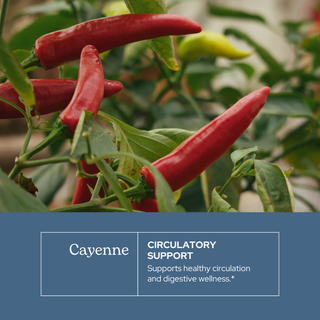 Organic cayenne extract bottle emphasizing circulatory support, digestion, and metabolic health with sustainable US-grown ingredients