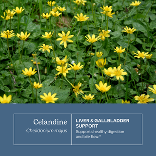 Celandine Extract