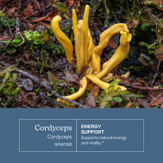 Cordyceps extract bottle highlighting natural energy, stamina, respiratory support, and vegan clean formula