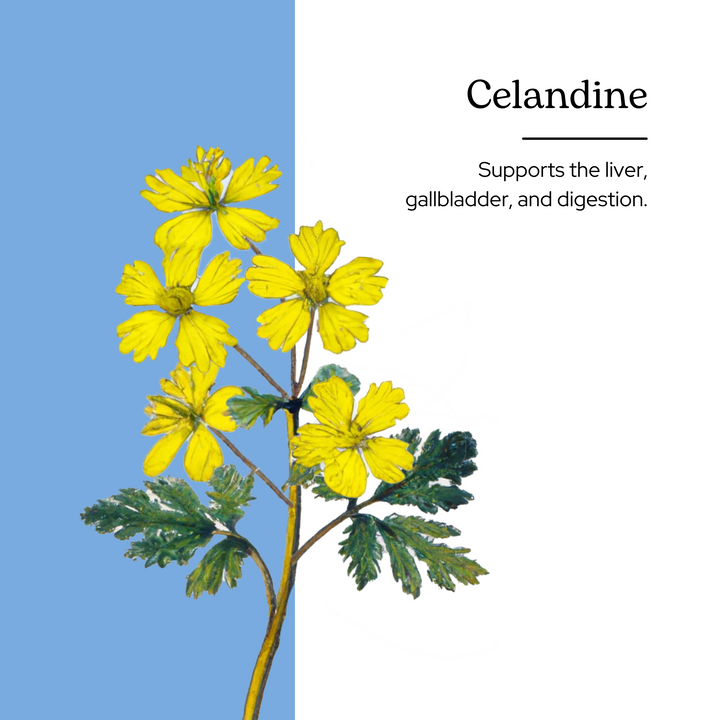 Celandine Extract