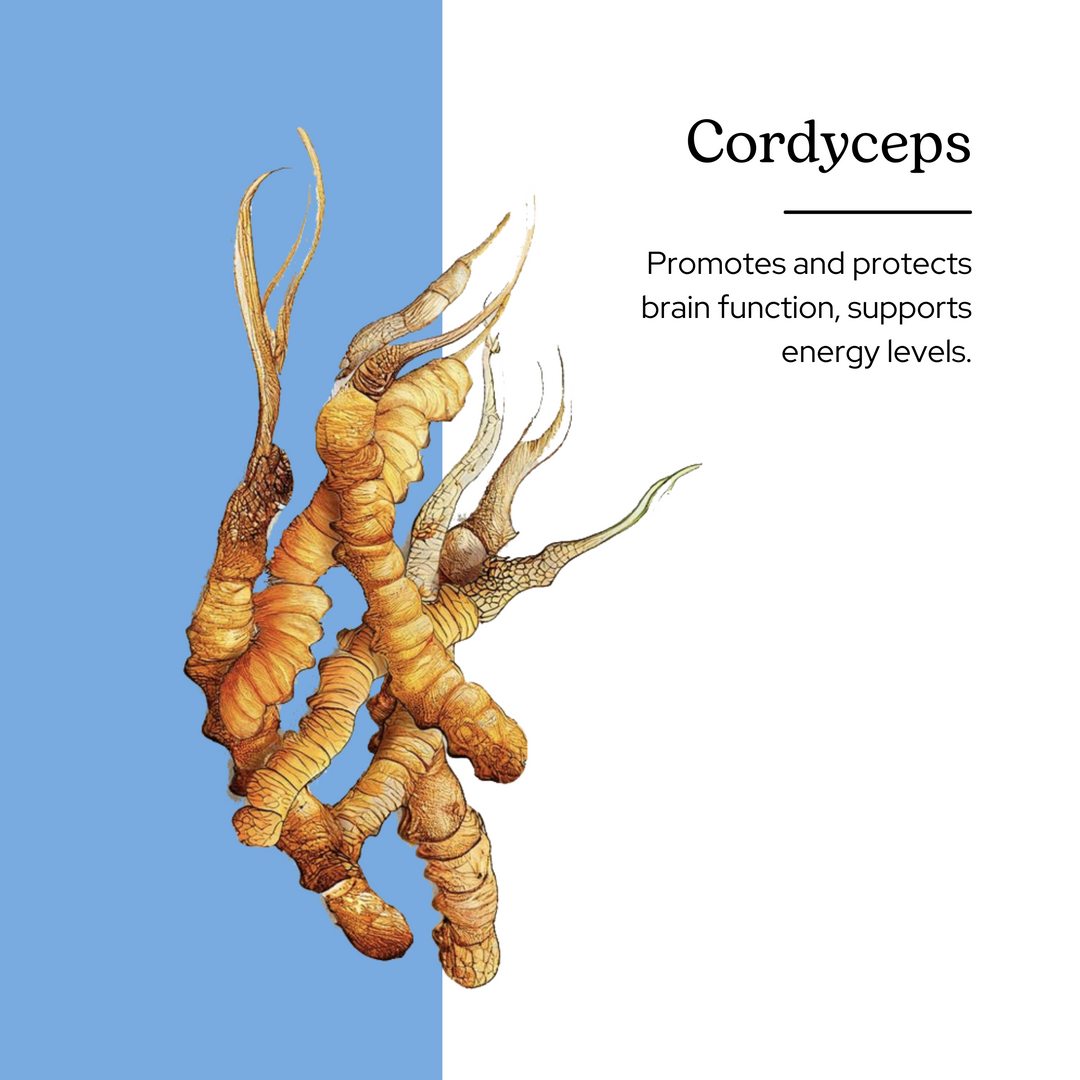 Cordyceps Capsules