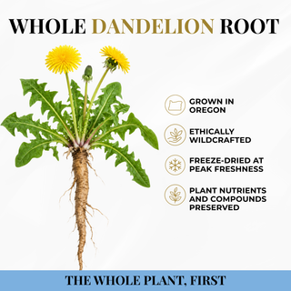 Dandelion Root Capsules