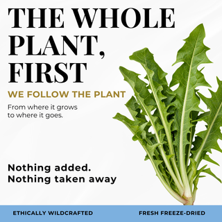 Eclectic Herb Follows The whole Plant First graphic. We follow the plant from where it goes to where it goes. Nothing added. Nothing taken away. Ethically wildcrafted and freeze-dried.