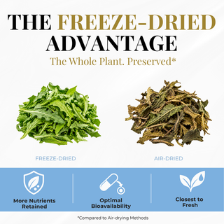 Eclectic Herb Freeze-dried Dandelion Leaf vs. air-dried Dandelion Leaf The freeze-Dried advantage, the whole plant preserved, more nutrients retained, optimal bioavailability, and closest to fresh