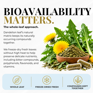Promotional graphic for dandelion capsules with fresh dandelion greens, yellow flowers, a bowl of dried whole leaves, and three capsules on a white background with the headline 'BIOAVAILABILITY MATTERS.' and three feature icons at the bottom.