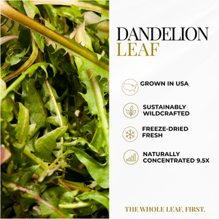 A product information graphic for Dandelion Leaf. The left side features a close-up photo of fresh green dandelion leaves, while the right side has a white background with text reading 'DANDELION LEAF' and bullet points stating it is grown in USA, sustainably wildcrafted, freeze-dried fresh, and naturally concentrated 9.