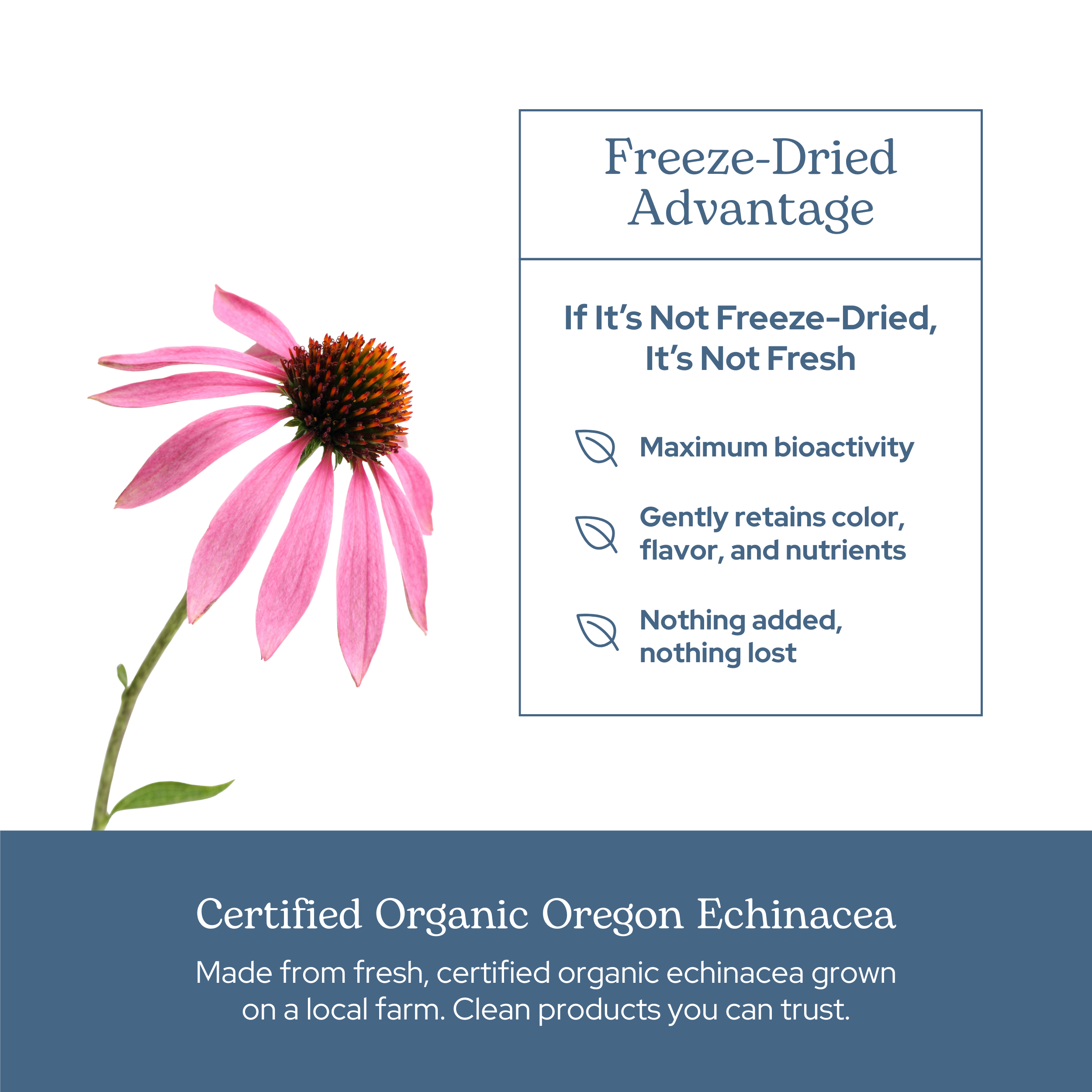 Echinacea Angustifolia Capsules | Supplement for Potent Immune