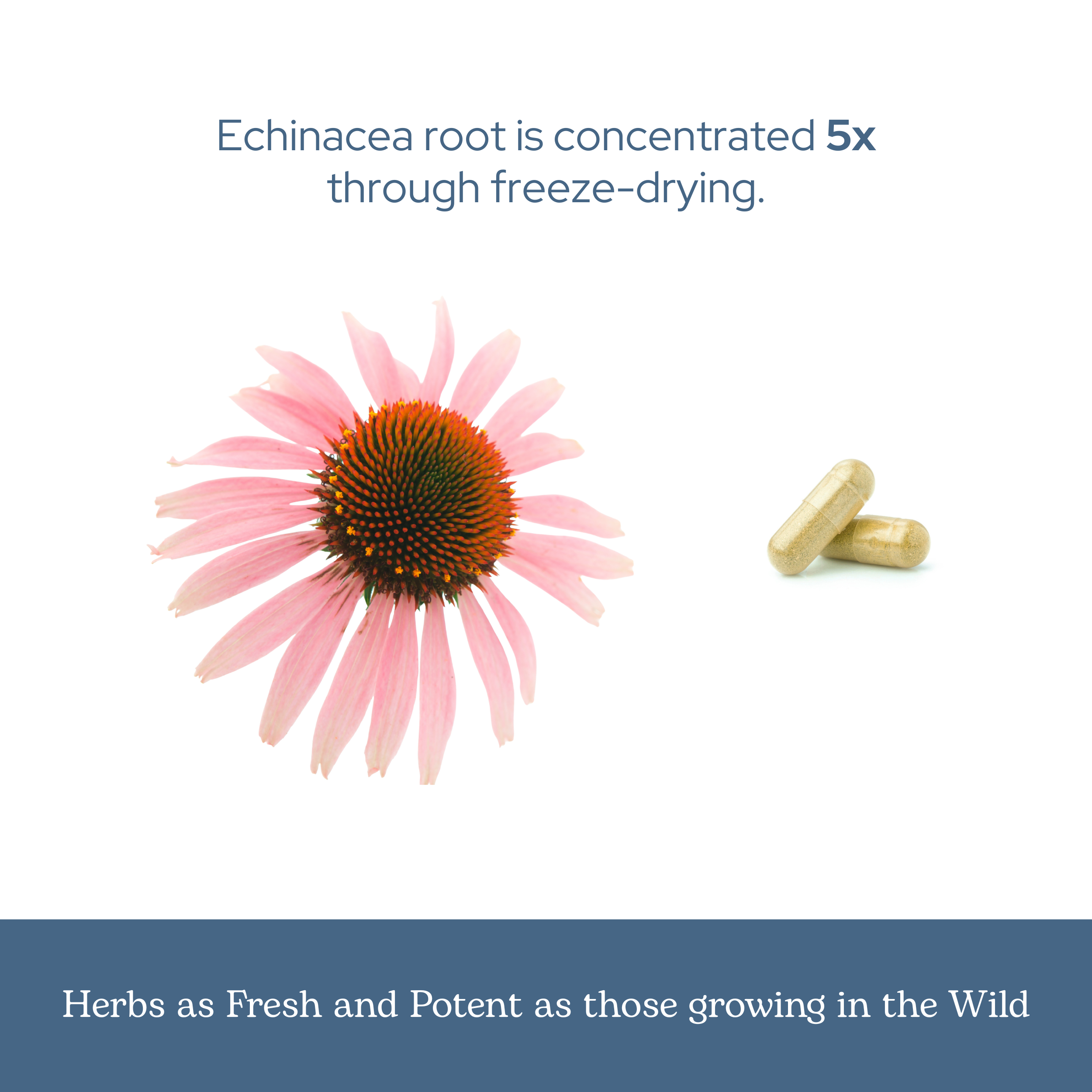 Echinacea Angustifolia Capsules | Supplement for Potent Immune