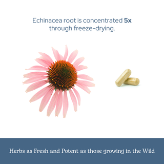 Echinacea Angustifolia Capsules