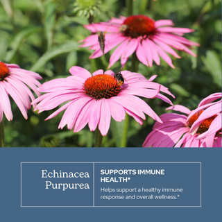 Bottle of organic Echinacea purpurea glycerite for immune support with vegan, alcohol-free formula