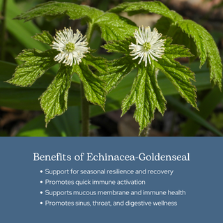 Echinacea-Goldenseal Capsules