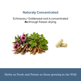 Echinacea-Goldenseal capsules bottle with organic freeze-dried echinacea and goldenseal for immune support, 90 capsules