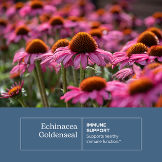 Echinacea Goldenseal Extract