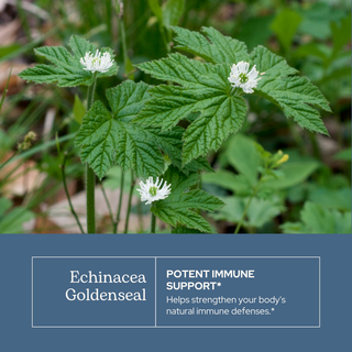 Echinacea Goldenseal Glycerite