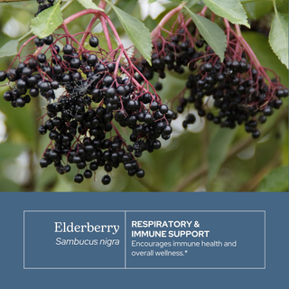 Elderberry Glycerite