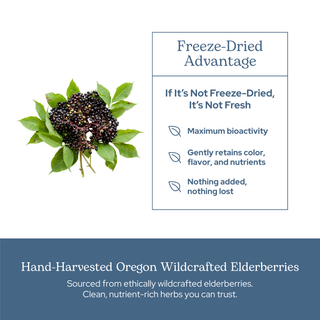 Elderberry immune capsules with wildcrafted elderberry, blackberry, ginger, and clove for immune support and antioxidant benefits