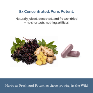 Bottle of elderberry immune capsules with wildcrafted elderberry, blackberry, ginger, clove, and Larix ingredients for immune and respiratory support