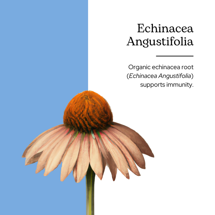 Echinacea Angustifolia Capsules