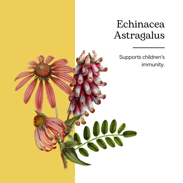 Echinacea Astragalus Kids