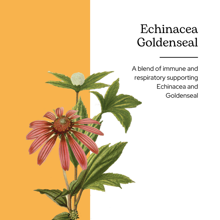 Echinacea - Goldenseal Glycerite