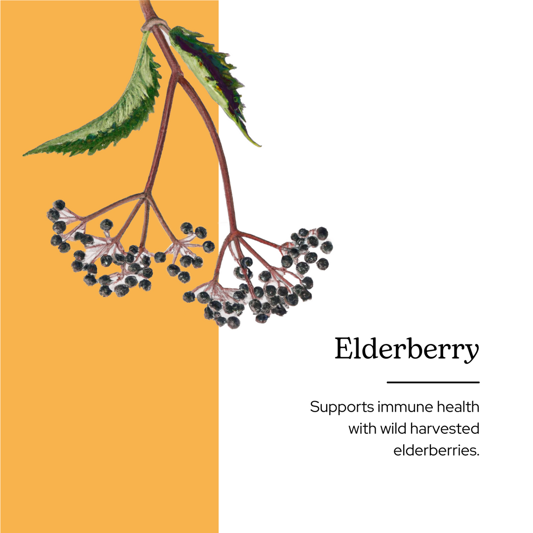 Elderberry Glycerite