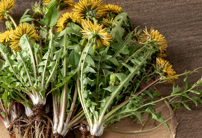 Fresh Dandelion Root