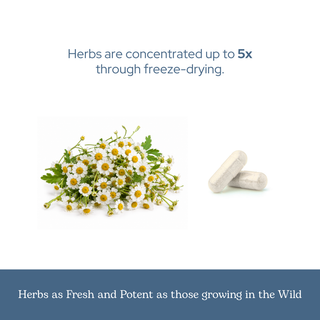 Feverfew capsules made from US-grown organic freeze-dried feverfew for head, neck, circulatory, and nervous system support