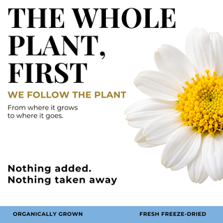 Feverfew Capsules