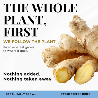 Ginger Capsules