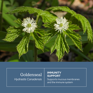 Goldenseal Capsules