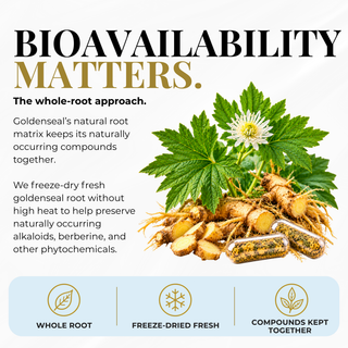 Goldenseal Supplement – Bioavailability Matters: Fresh Freeze-Dried Goldenseal vs. Air-Dried Goldenseal. Preserve the whole-plant compounds, retain more of nature’s goodness, and stay closer to fresh.