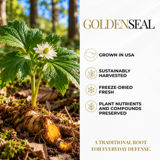 A promotional product graphic for Goldenseal. The left side shows a close-up of a fresh goldenseal root and plant with green leaves and a white flower in a forest setting.
