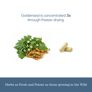 Bottle of US-grown wildcrafted goldenseal capsules supporting immune, respiratory, and digestive health