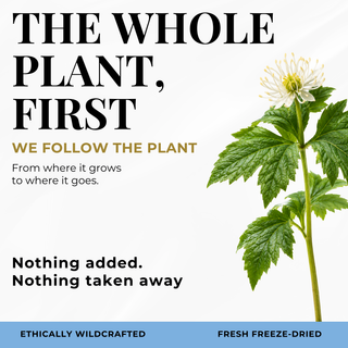 Eclectic Herb Follows The whole Plant First graphic. We follow the plant from where it goes to where it goes. Nothing added. Nothing taken away. Ethically wildcrafted and freeze-dried.