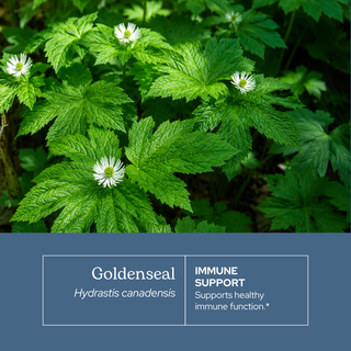Goldenseal Extract
