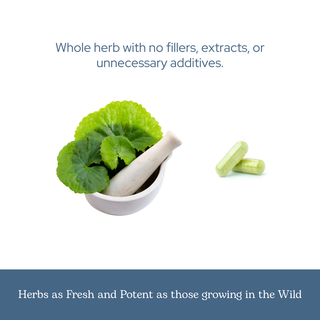 Gotu Kola capsules for memory, circulation, and cognitive support with organic whole-leaf botanical nutrition