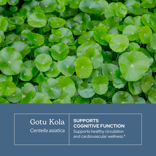 Bottle of Gotu Kola extract with organic labeling highlighting cognitive, skin, circulation support, and sustainable sourcing features