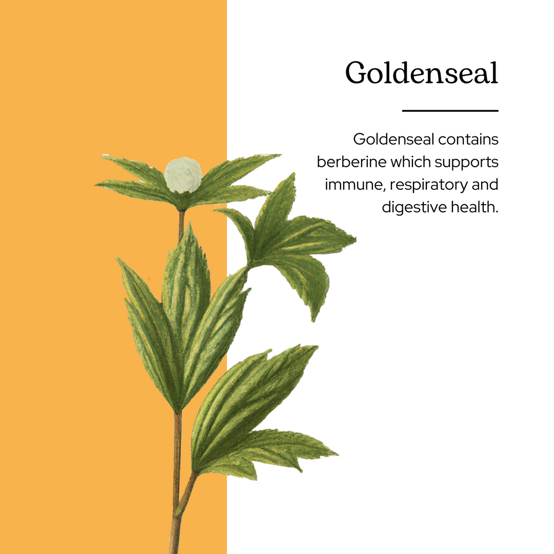 Goldenseal Liquid