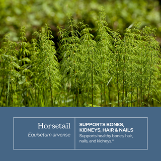 Horsetail Extract