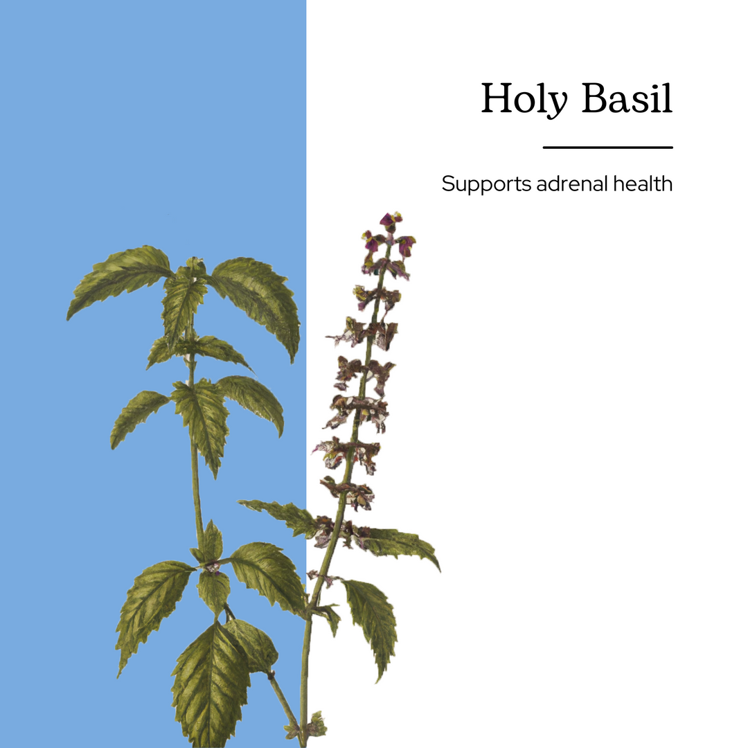 Holy Basil Capsules