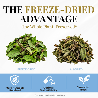 Eclectic Herb Freeze-dried Holy Basil vs. air-dried Holy Basil. The freeze-Dried advantage, the whole plant preserved, more nutrients retained, optimal bioavailability, and closest to fresh