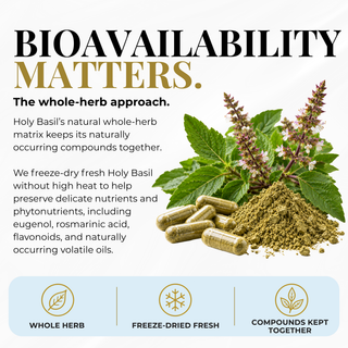 Promotional graphic for Holy Basil capsules, featuring a pile of dried green herbs, several green capsules, and bold text reading 'BIOAVAILABILITY MATTERS.' A light blue band at the bottom includes icons and the phrases 'WHOLE HERB,' 'FREEZE-DRIED FRESH,' and 'COMPOUNDS KEPT TOGETHER.