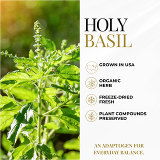 Holy Basil herb plant shown on the left with text on the right listing product benefits: grown in USA, organic herb, freeze-dried fresh, and plant compounds preserved.