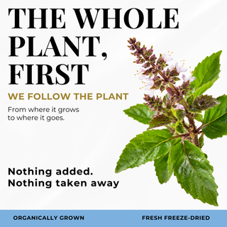 Eclectic Herb Follows The whole Plant First graphic. We follow the plant from where it goes to where it goes. Nothing added. Nothing taken away. Ethically wildcrafted and freeze-dried.