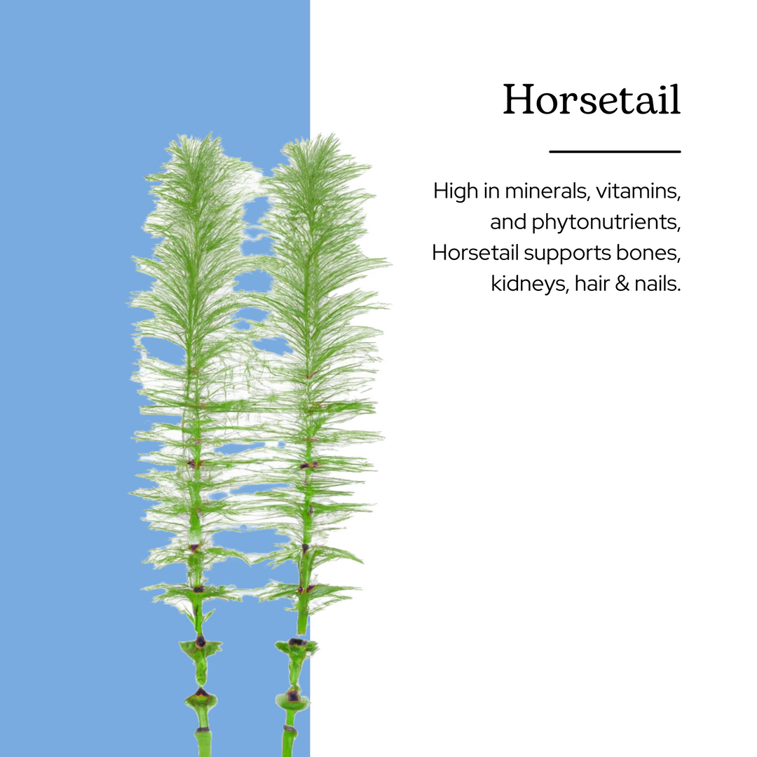 Horsetail Capsules