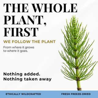 Eclectic Herb Follows The whole Plant First graphic. We follow the plant from where it goes to where it goes. Nothing added. Nothing taken away. Ethically wildcrafted and freeze-dried.