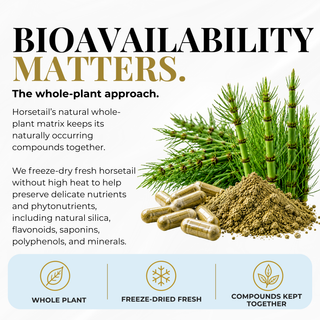 An infographic comparing Horsetail extract capsules with whole Horsetail herb, titled 'BIOAVAILABILITY MATTERS'. The graphic explains that freeze-dried Horsetail is better absorbed, showing fresh powder from a spilled capsule versus dull dark roots with powder.