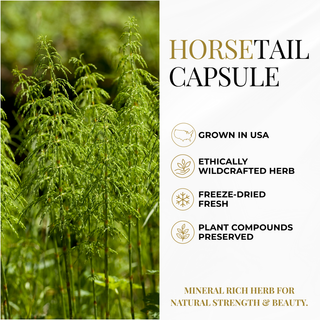 Horse tail capsule graphic. USA grown. Ethically crafted herb. Fresh Freeze-dried. Plant Compounds preserved. Mineral rich herb for natural strength and beauty