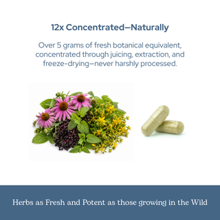Immune support capsules with elderberry, echinacea, lemon balm, St. John's wort, and Larix freeze-dried botanicals for balanced immune function and seasonal wellness