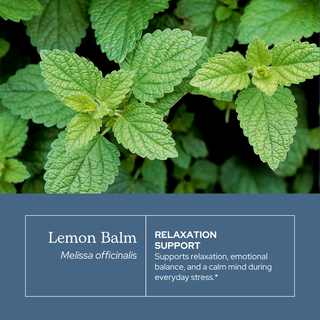 Bottle of lemon balm extract with fresh lemon balm leaves and dropper on white background